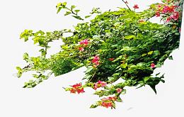 藤本植物