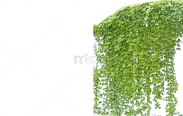 爬山虎绿叶免扣素材