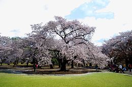 东京樱花图片