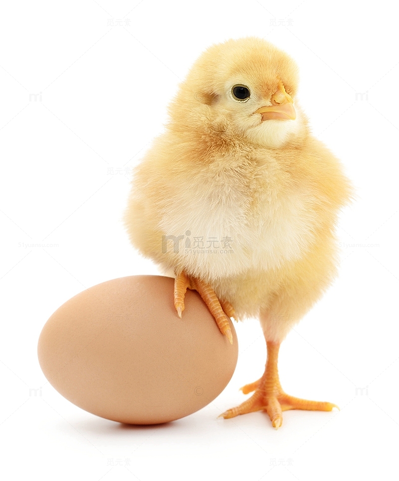 小鸡鸡爪踩在鸡蛋上