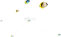 海底世界小丑鱼鱼群