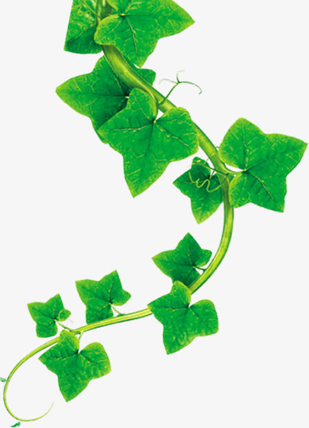 植物树藤效果设计