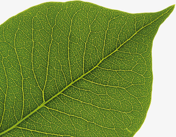树叶纹理