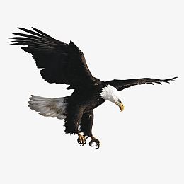 雄鹰