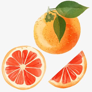 手绘西柚