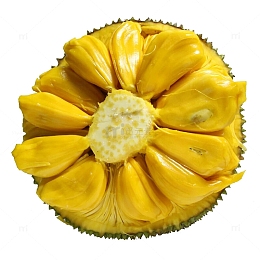 菠萝蜜高清素材