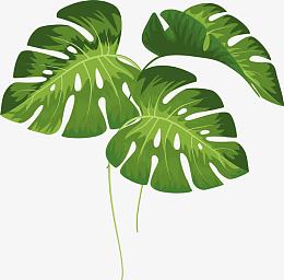 绿色芭蕉叶