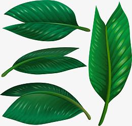 绿色热带植物树叶