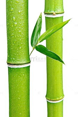 绿色竹子