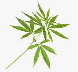 印度大麻枝叶