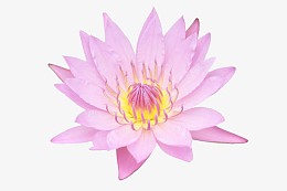 粉色莲花