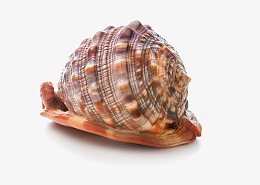 色彩斑斓的海螺实物