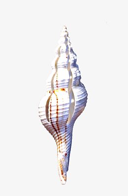 海螺高清素材