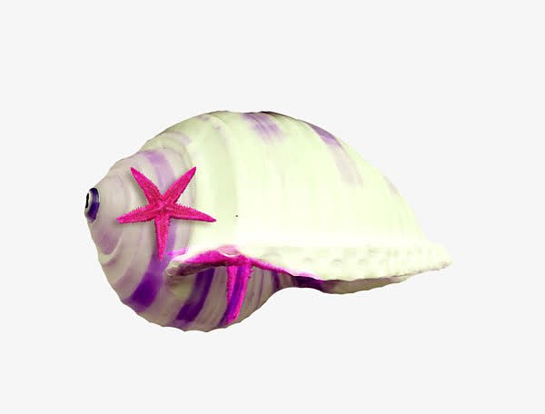 白色海螺粉色海星