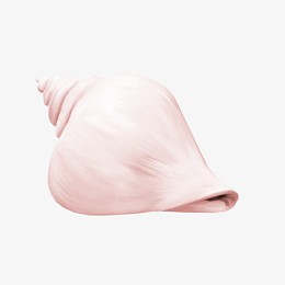 粉色海螺