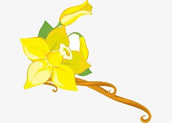 卡通手绘成型的香草花