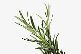 草本植物迷迭香