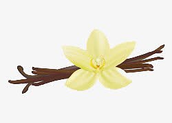 卡通手绘香草荚和鲜花