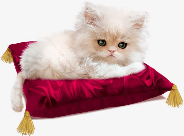 睡在垫子上的白色动物小猫咪