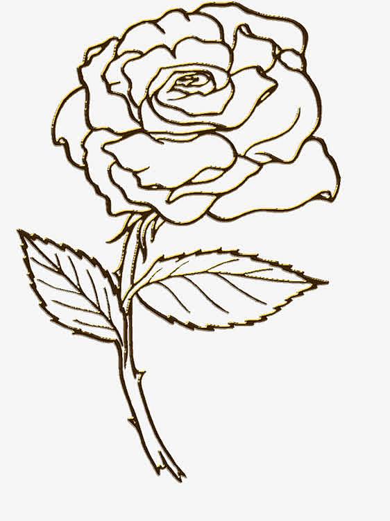 钢笔画带刺的玫瑰