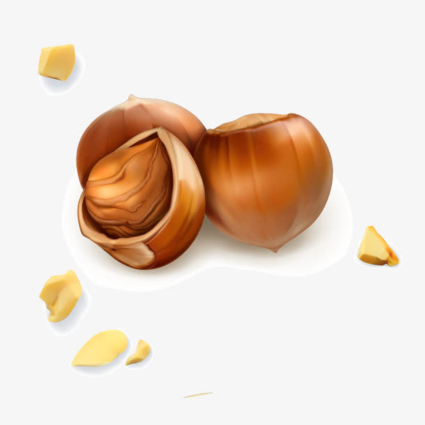 榛子矢量高清图