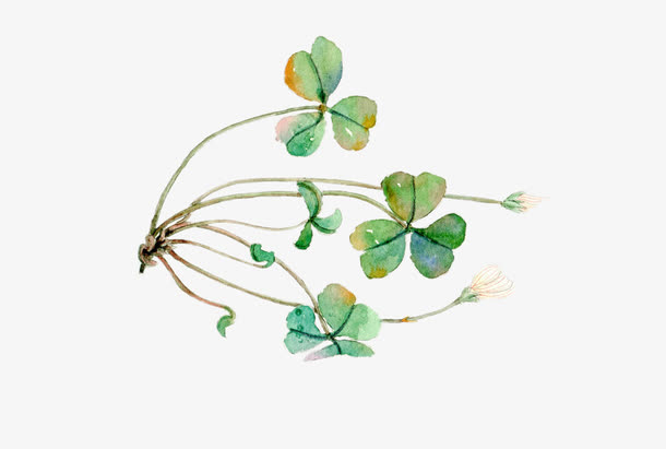 幸运三叶草图片素材