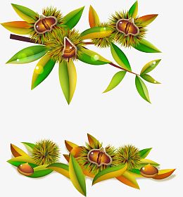 矢量栗子