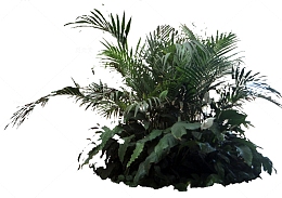 景观设计灌木凤尾