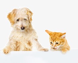 狗狗和猫咪