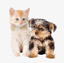 可爱小猫小狗