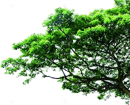 盛夏的大树
