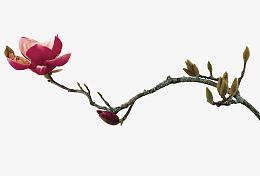 生命之花
