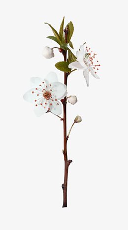 一支桃花