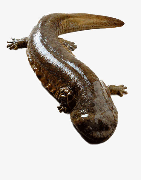 黑色娃娃鱼素材免费下载_觅元素