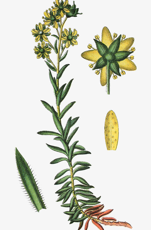 虎耳草属植物手绘