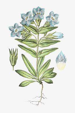龙胆属药草插画