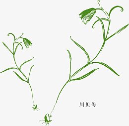 矢量中草药川贝母