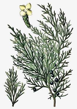 桧属植物插画