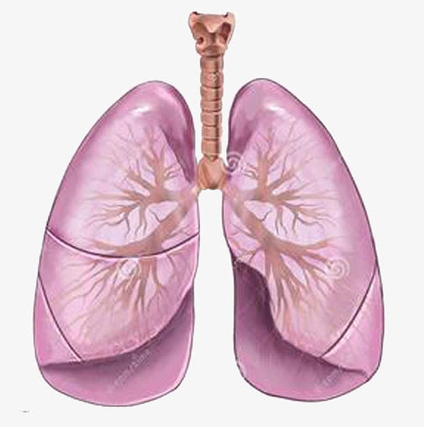 粉红的肺