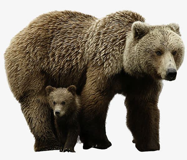 母子棕熊