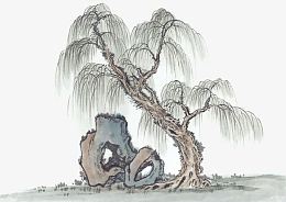 垂柳中国画
