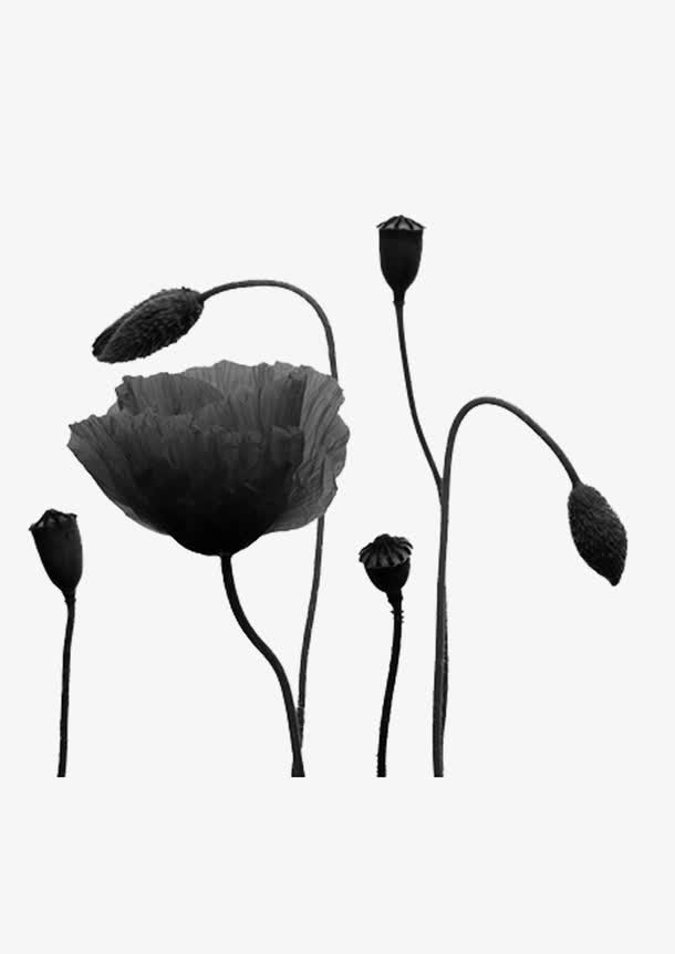 荷花 荷叶 黑白 中国画