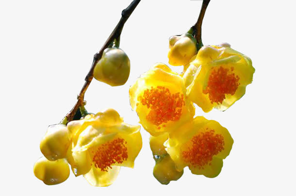 金花茶花朵免抠素材免费下载_觅元素51yuansu.com