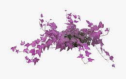 紫色花藤