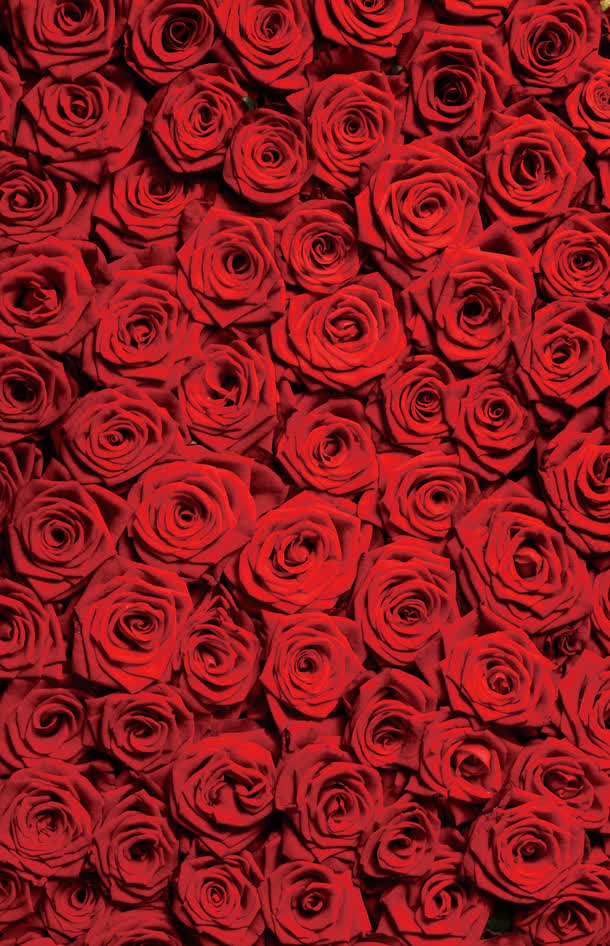 海报活动红色玫瑰花