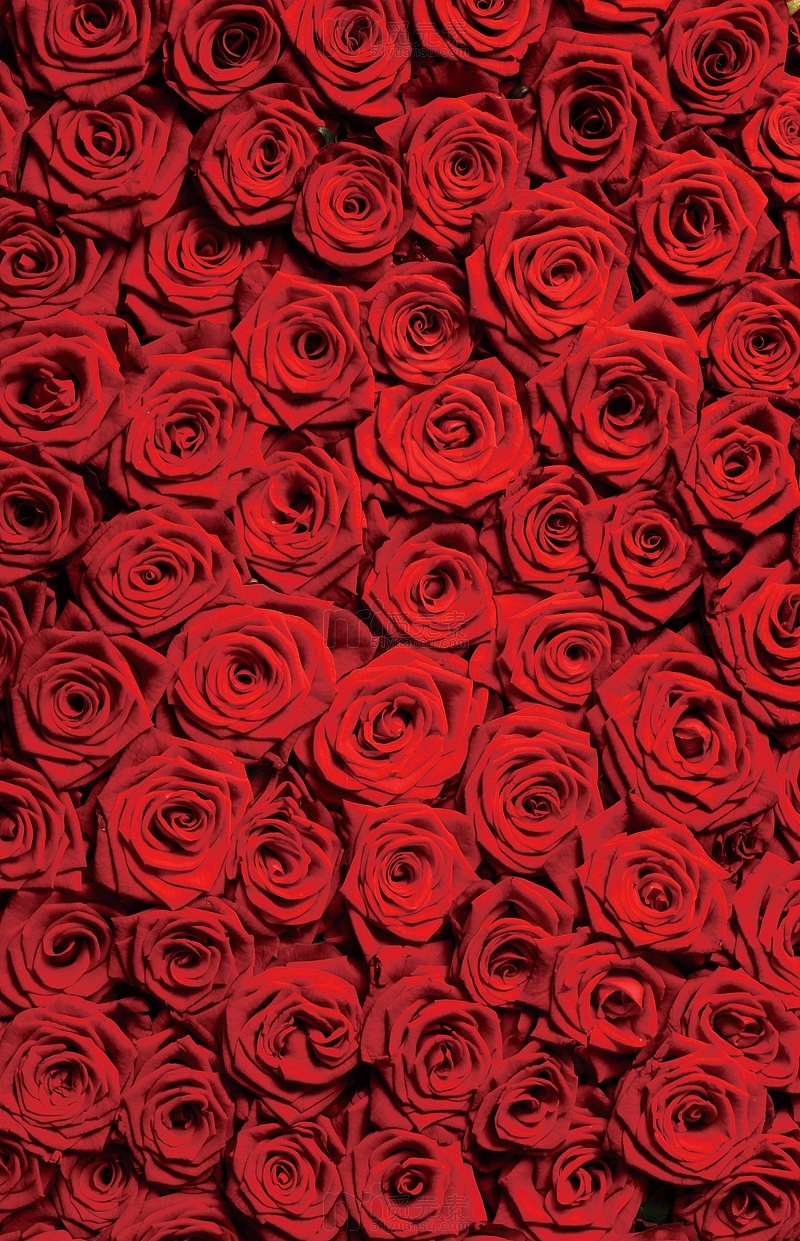 海报活动红色玫瑰花