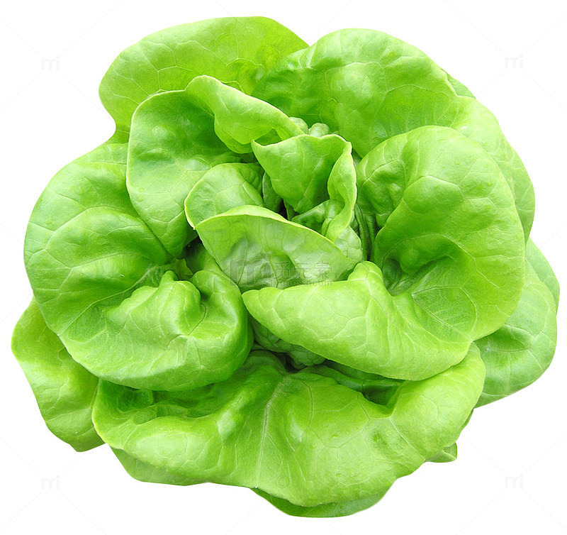绿色新鲜菠菜