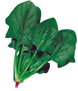 新鲜菠菜