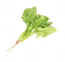 新鲜的绿色菠菜