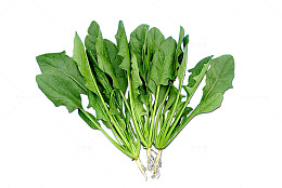 浅绿色菠菜绿色